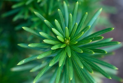 Cephalotaxus fortunei - hlavotis fortuneův - jehlice